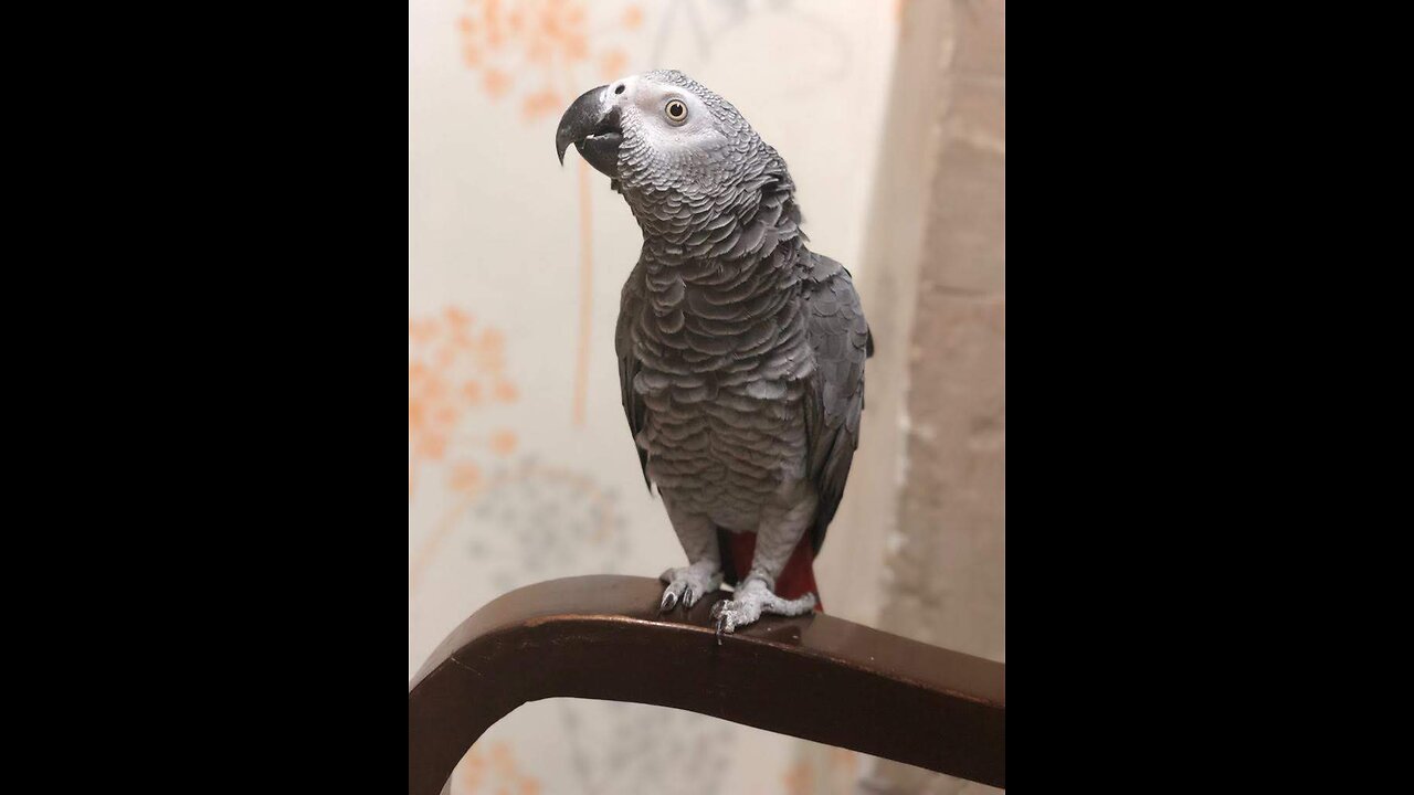 African grey playing