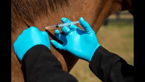 LIVE - Horse Vaccines - Worm Issues - Founder In Horses - GoldFish Surgery & More