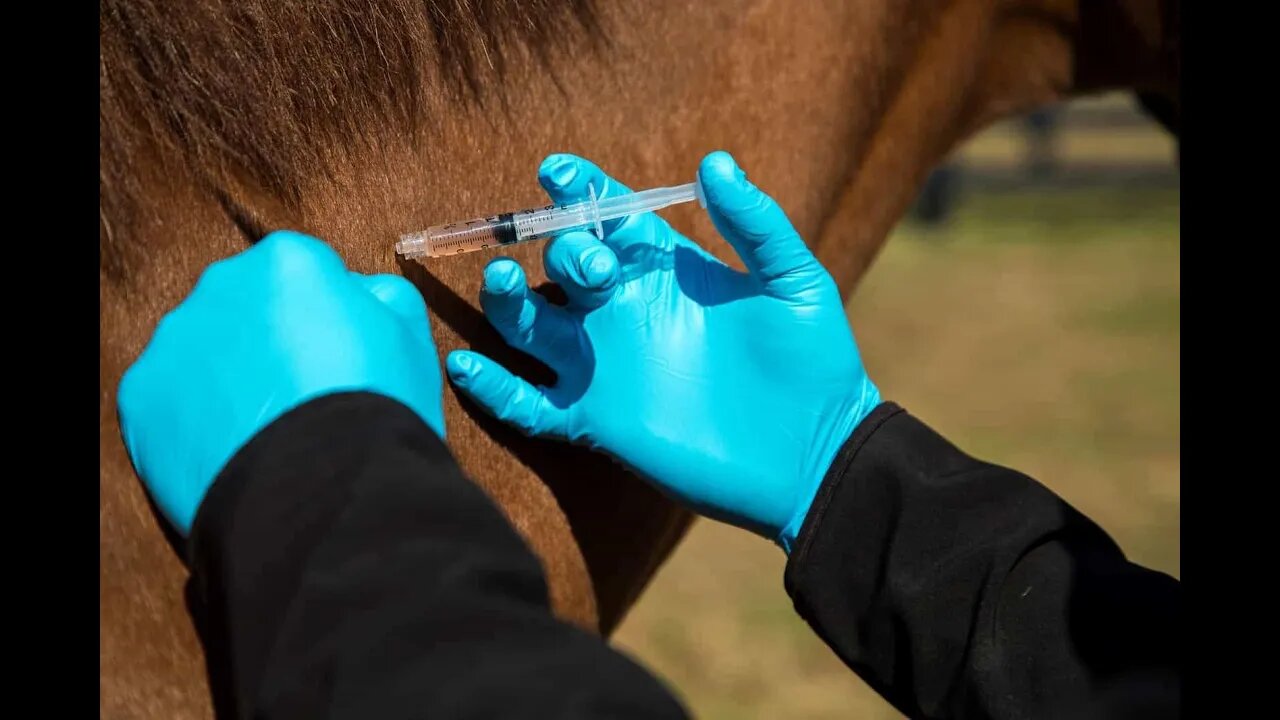 LIVE - Horse Vaccines - Worm Issues - Founder In Horses - GoldFish Surgery & More