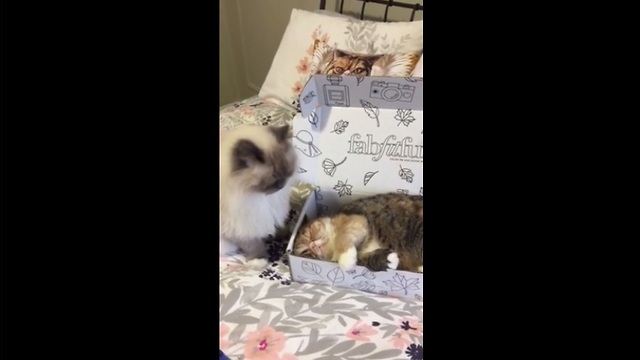 Cardboard box causes instability between cat friendship