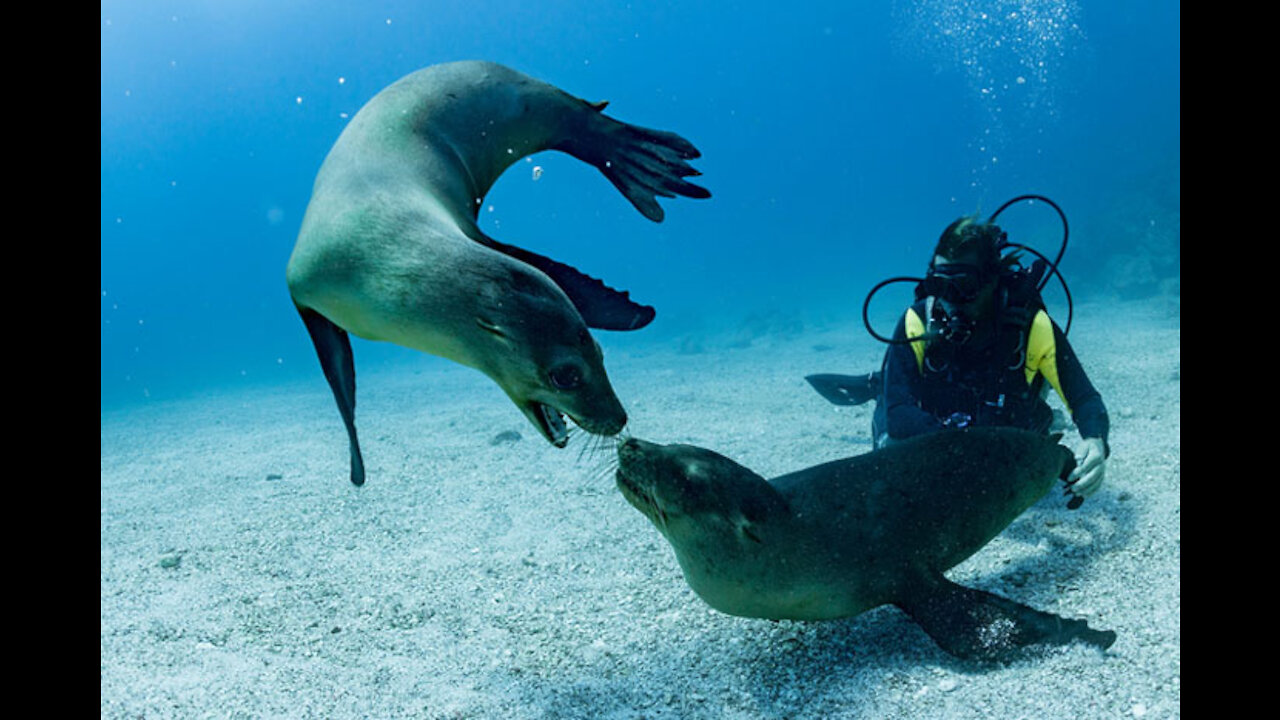 Diving Seal Underwater Animals Stock Footage Scuba Diving