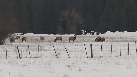 Idaho Division of Veterans Services will take two disabled vets on a big game hunt