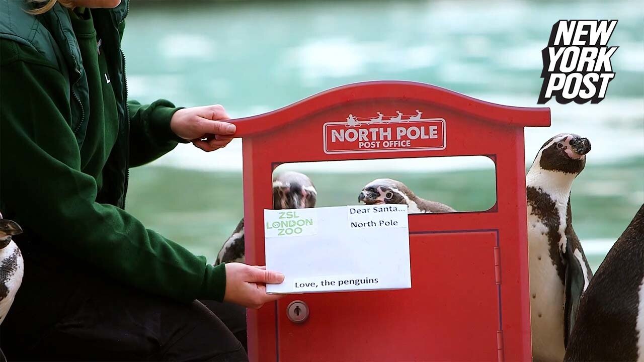 Penguins send letters to Santa at London zoo