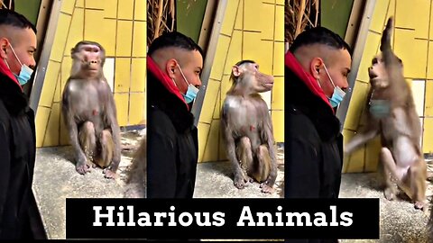 See how this monkey suddenly.... #hilariousanimals #monkey #dogs #animals