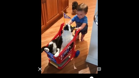 Funny cats and Funny babies are playing funny animals video