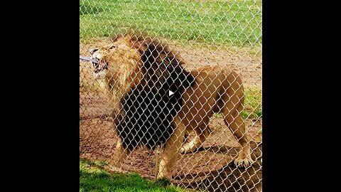 HANGRY Lion