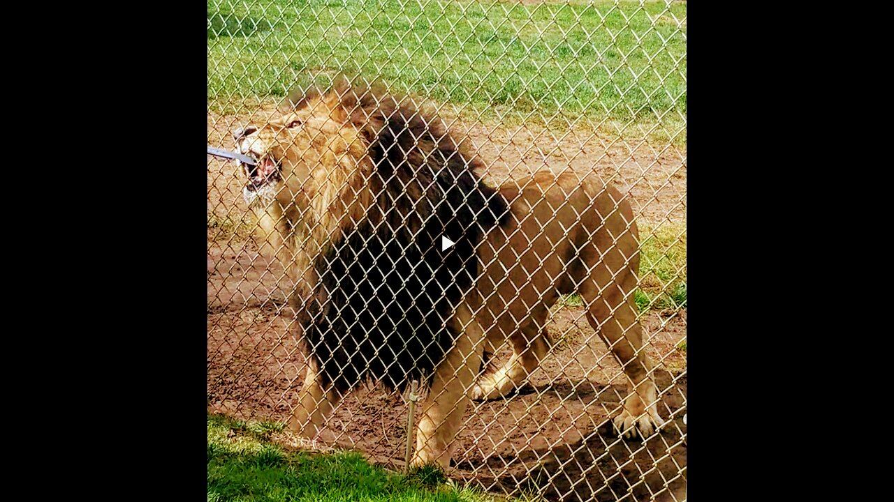 HANGRY Lion