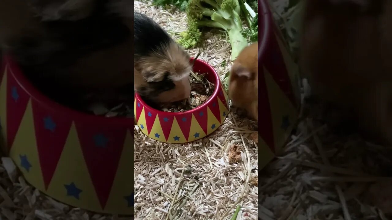 Guinea pigs Svea and Tibby enjoying some dried herbs