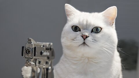 This Case Can Be Solved Thanks To Our Cat! (Funny Cats Investigation)