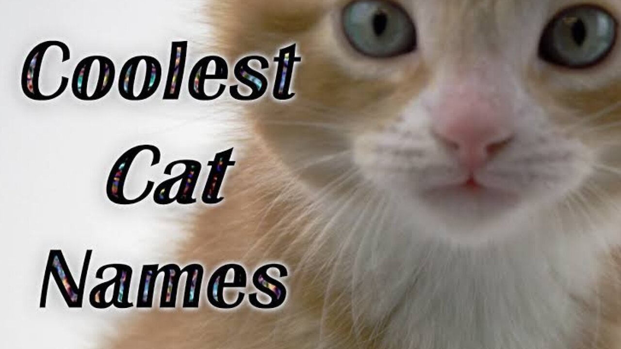 Top 10 cute cat names