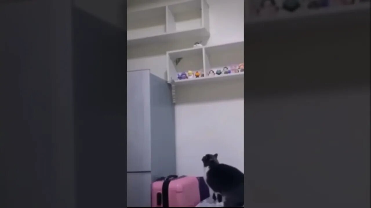 I #believe I #can #fly 🛫 #new R. Catty #song