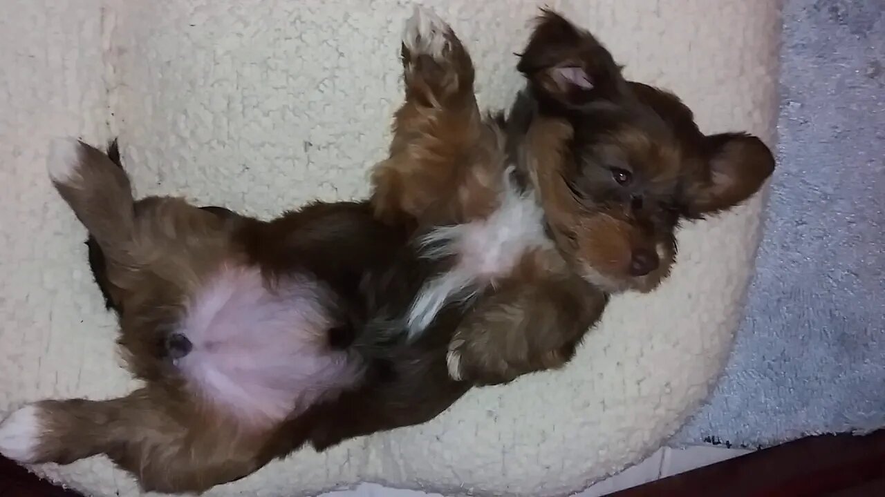 G Litter Pups(2)