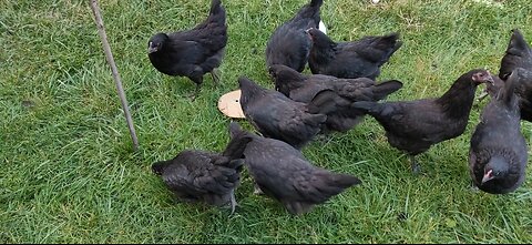 Chickens going nuts over Pita bread