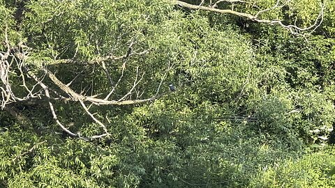 Belted kingfisher stopped by