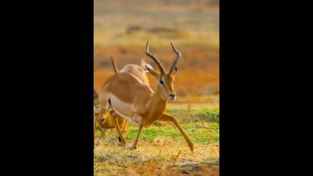 poor deer caught by leopard