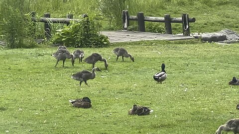 Goslings getting bigger