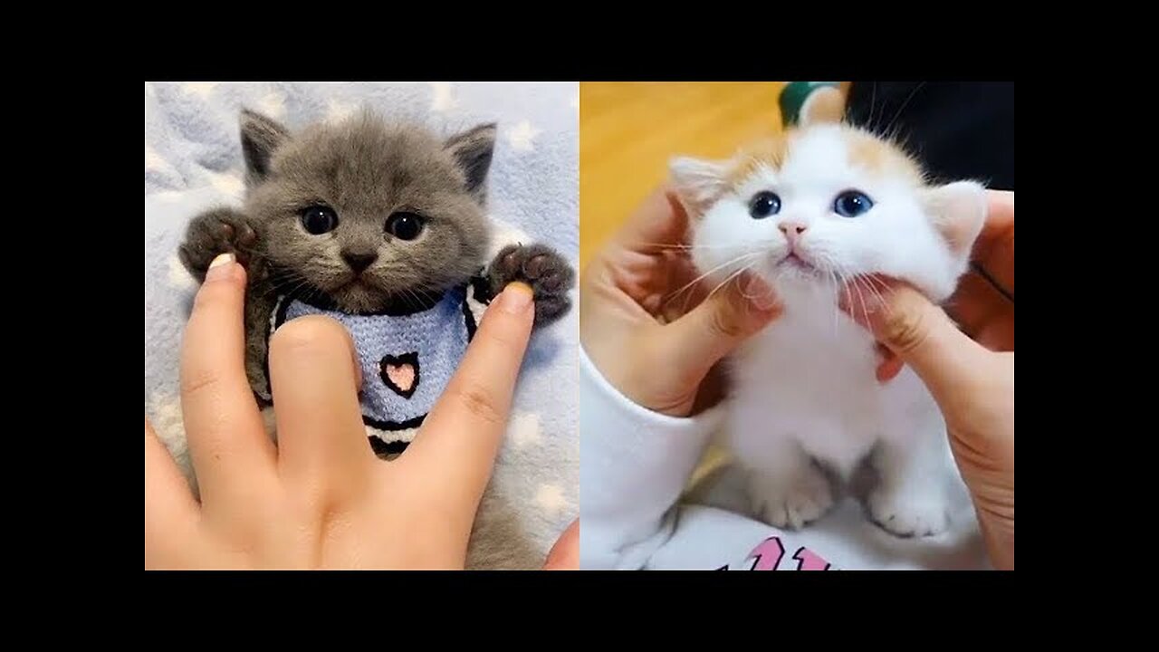 Baby Cats _ Cute and Funny Cats videos Compilatplition 2023