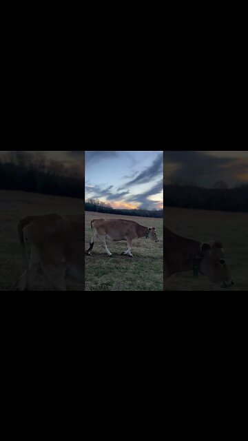 She’s a lady… #homesteading #arkansashomestead #jerseycows