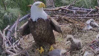 Zoo Miami Welcomes 2 Bald Eaglets To New Nest