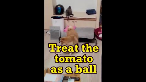 Treat the tomato as a ball