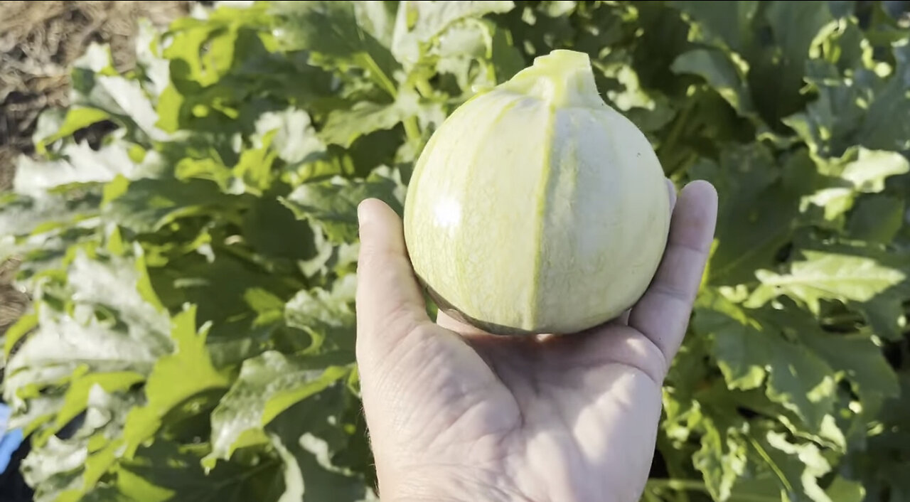 Seeds and Fruits - A Busy Week of Planting and Harvesting