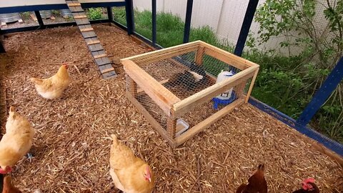 How To Integrate Young Chickens Into The Flock