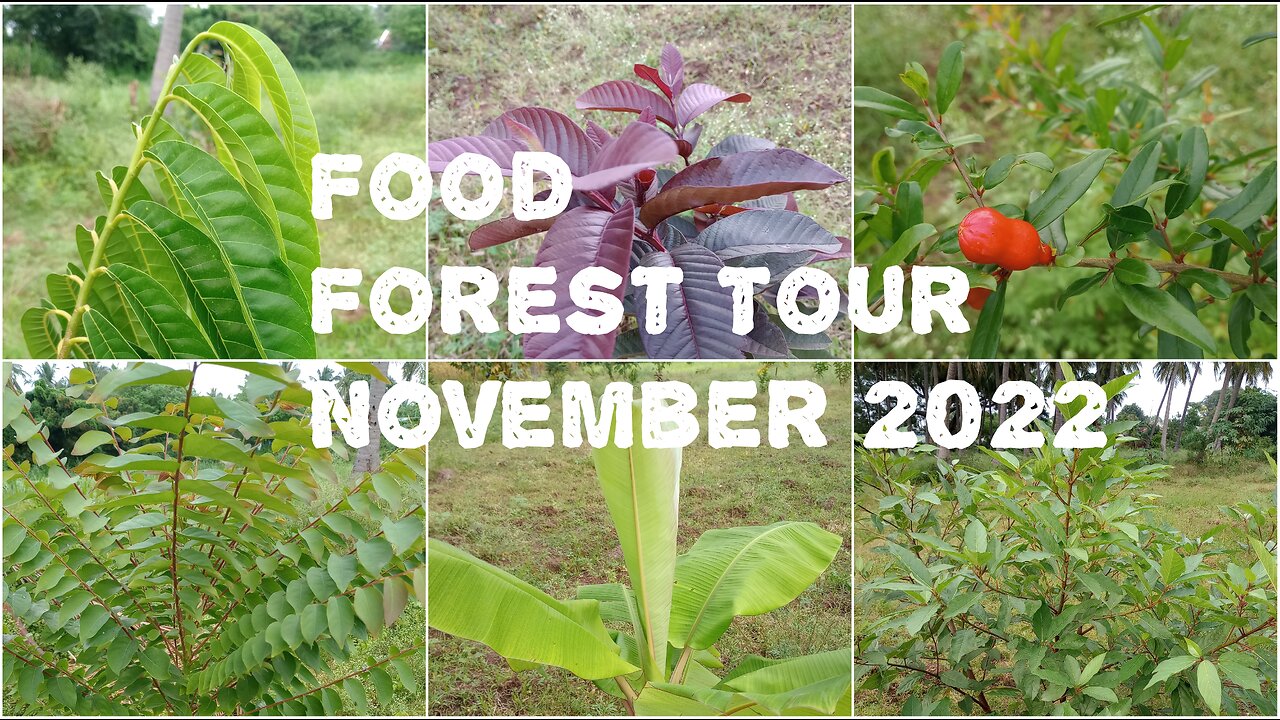 Our Food Forest Tour #1