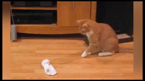 Cat and Dog funny video 2023