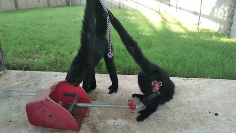 Red Faced Spider Monkeys