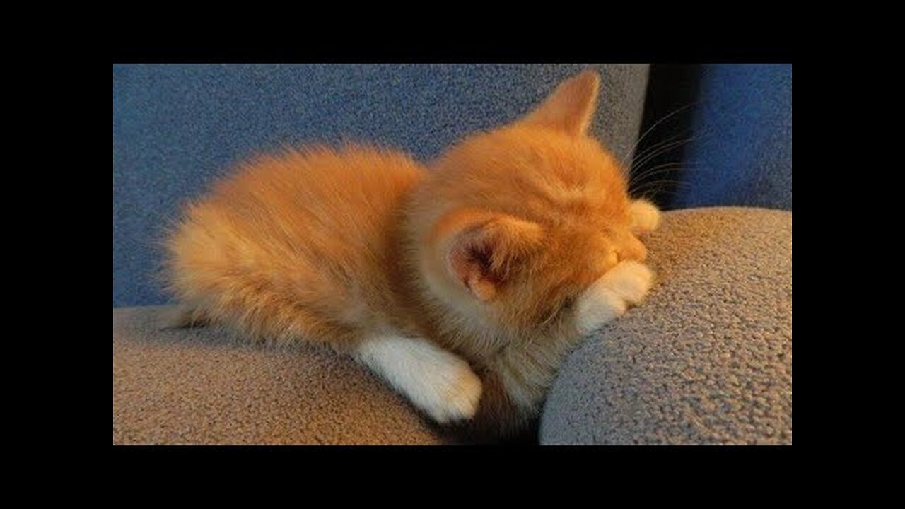 💔 #cat #cats Video 2024