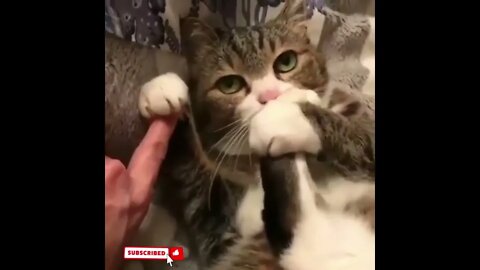 cute cat videos 😹 funny videos 😂1547