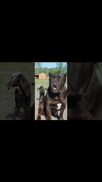 Cane Corso REACTION To Baby Goats #shorts #viral #funnydogs #pets