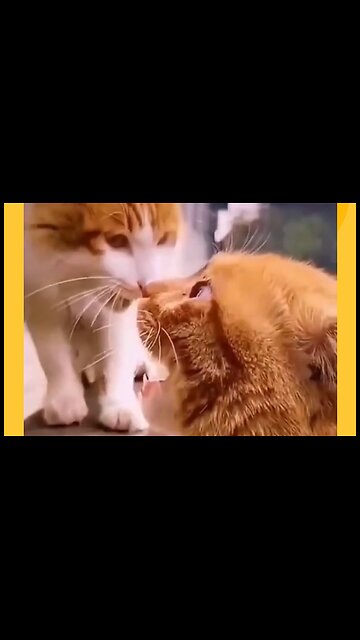 Funny Cat Videos 😂 part 13 | Follow for more