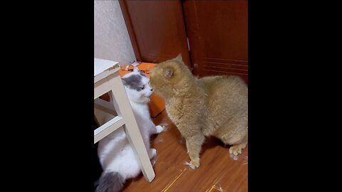 funny cats fighting