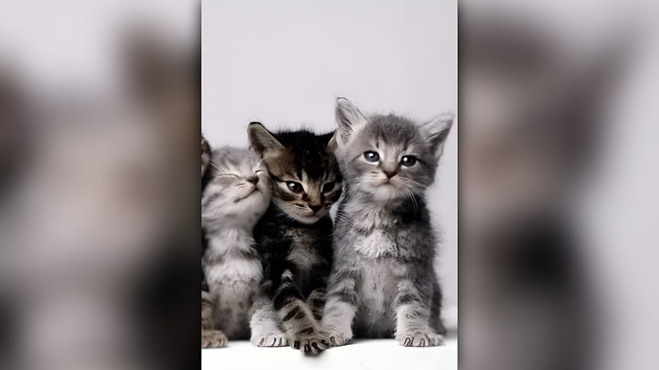 Funny and Cute Cat Videos ❤️😄