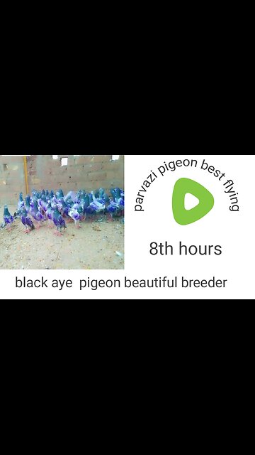 Beautiful pigeon breeder pair best flying