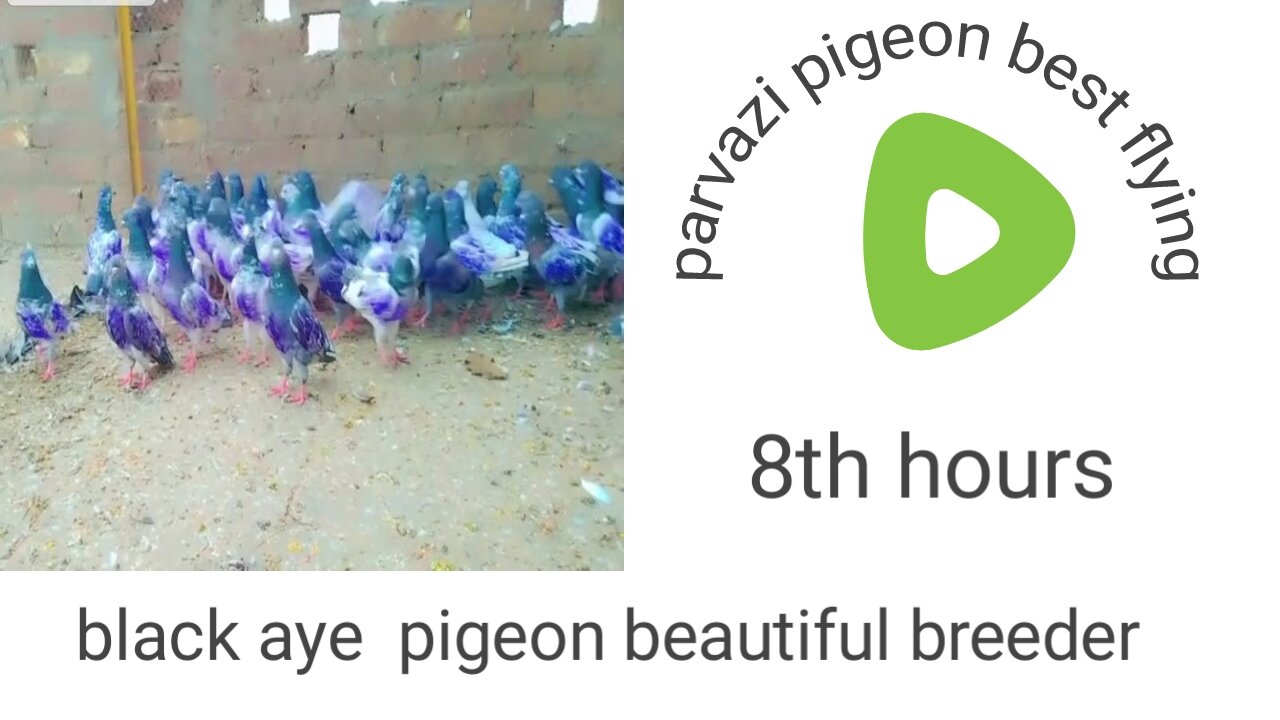 Beautiful pigeon breeder pair best flying