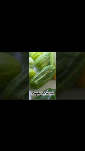 Our daily basket#gardeningtips