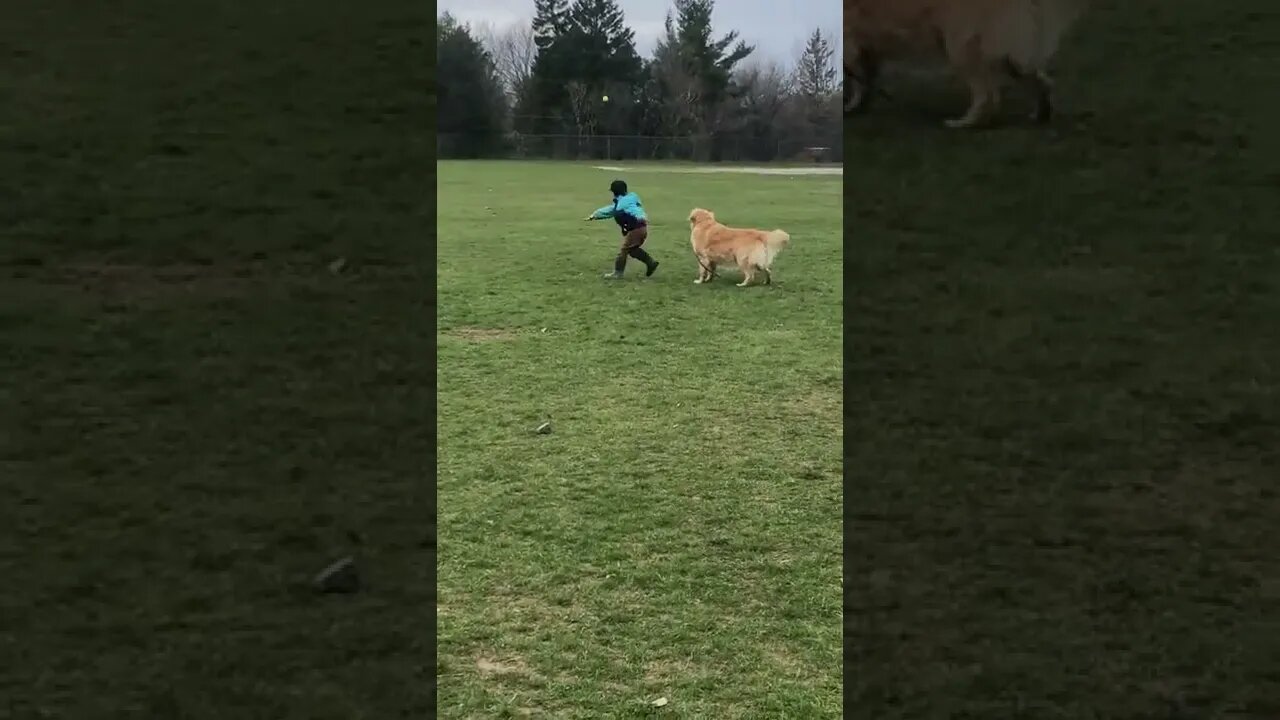 Retriever Skills on Full Display