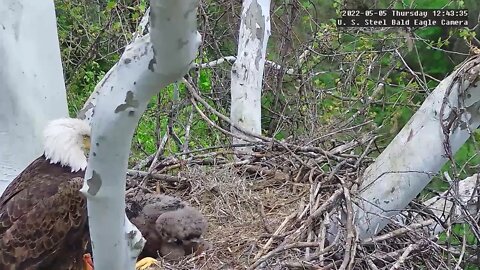 USS Eagles - The eaglets take their own bites