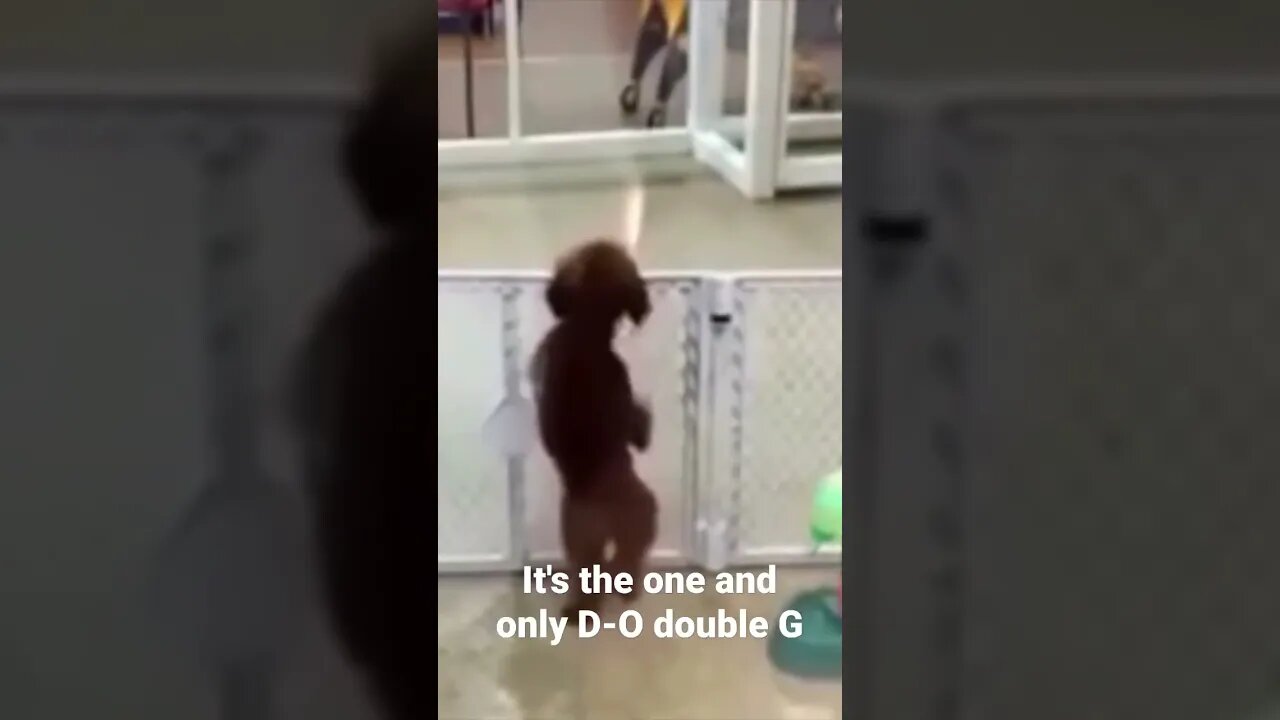 #shorts It's the one and only D-O double G