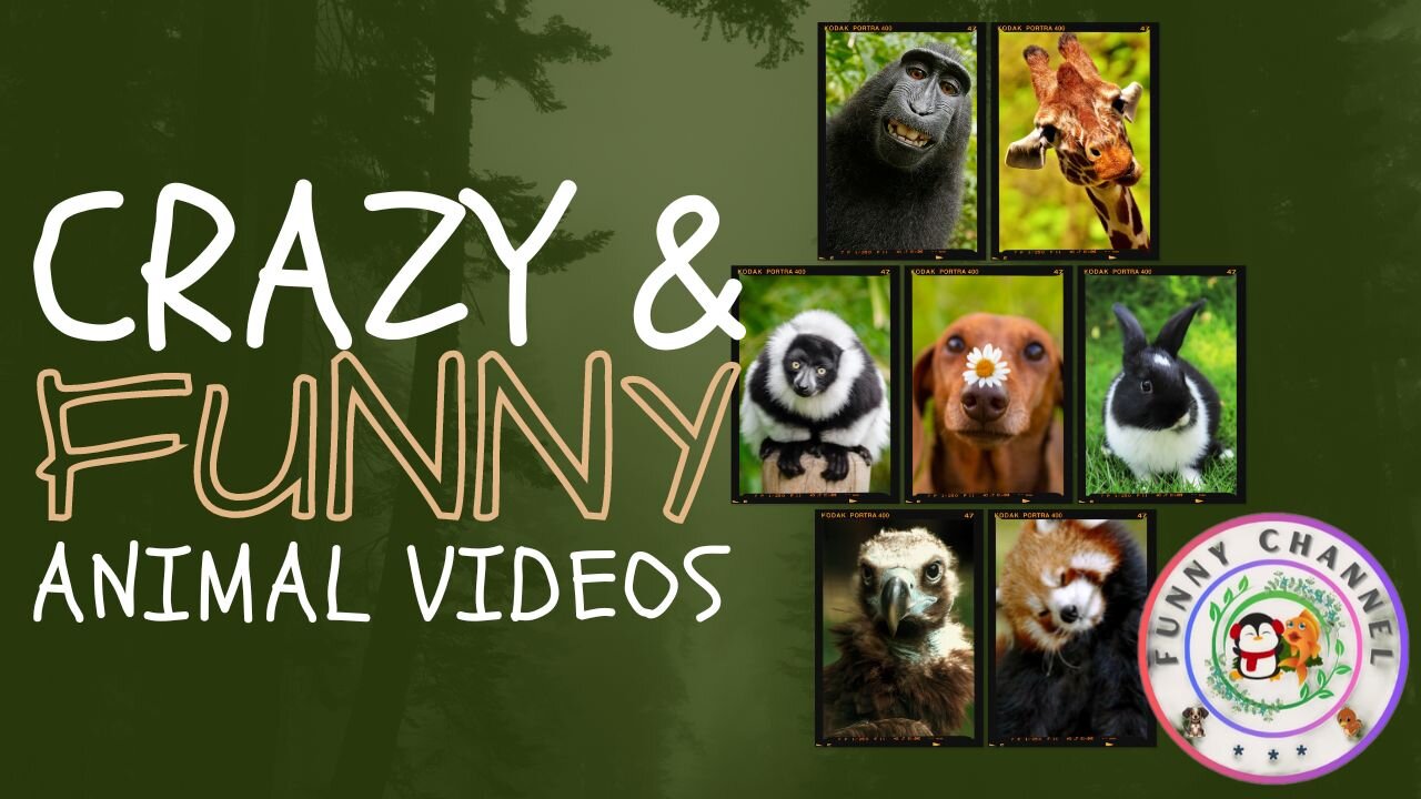 Funny animals 1 | Funny channel