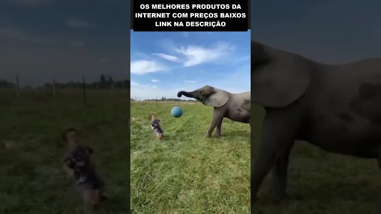 anão jogando bola com um elefante #shorts #shortsyoutube