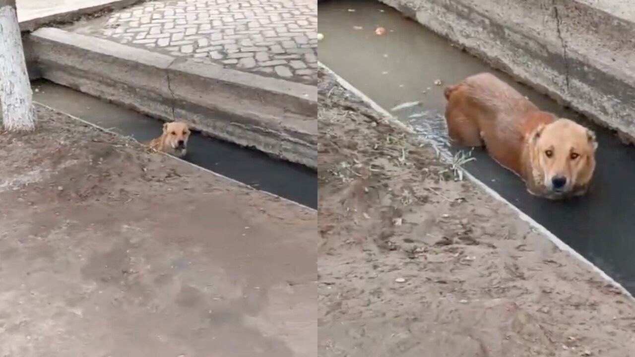 swimming dog