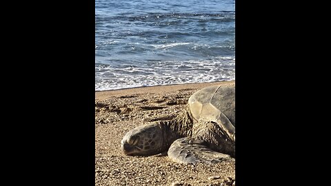 Green Sea Turtle ~ Honu