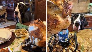 Great Dane enjoys carving & tasting roasted chicken