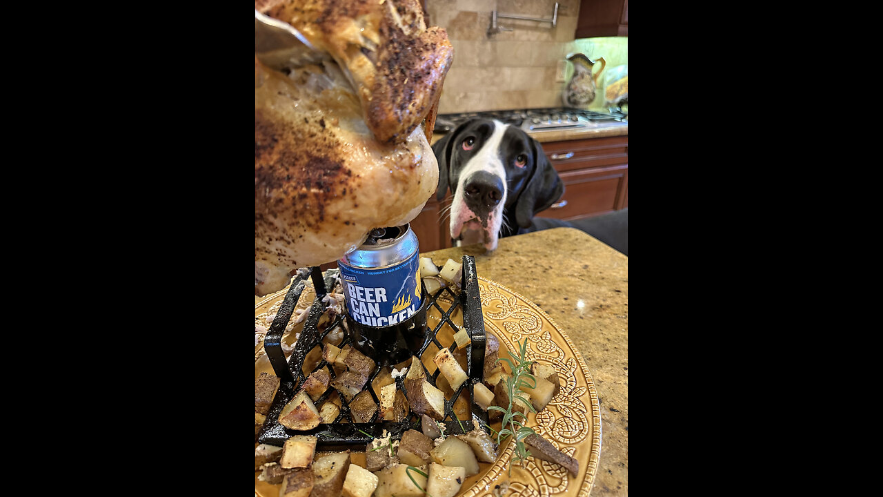 Great Dane enjoys carving & tasting roasted chicken