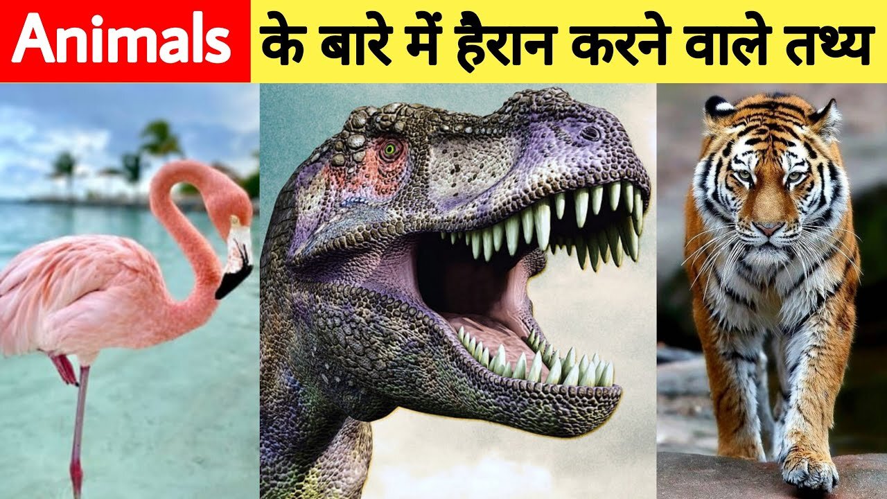 Top 10 Most amazing animal facts | Animals facts