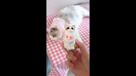 Aww cute cat videos funny Cat Cash Compilation chines Tiktok Cat Meow cat shorts