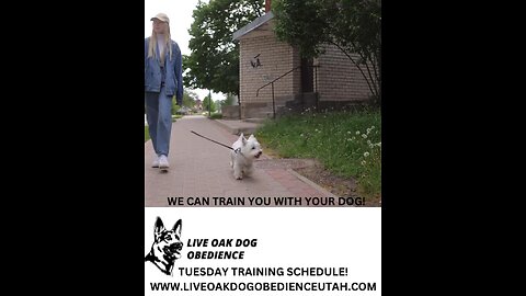 Live Oak Dog Obedience Utah